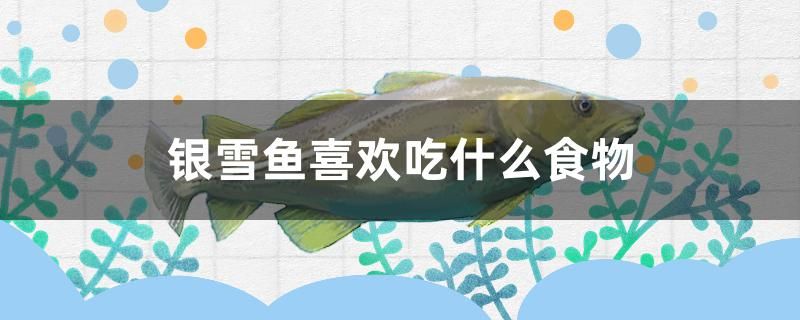 銀雪魚喜歡吃什么食物 恐龍王魚