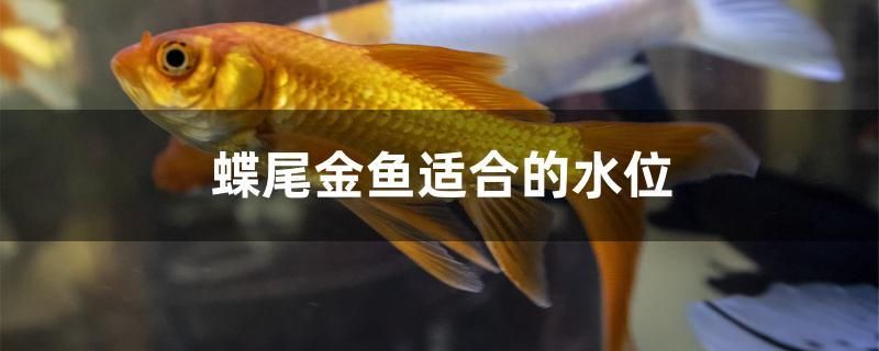 蝶尾金魚(yú)適合的水位 福虎/異型虎魚(yú)/純色虎魚(yú)