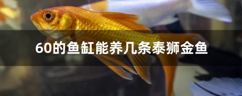 60的魚缸能養(yǎng)幾條泰獅金魚 眼斑魚