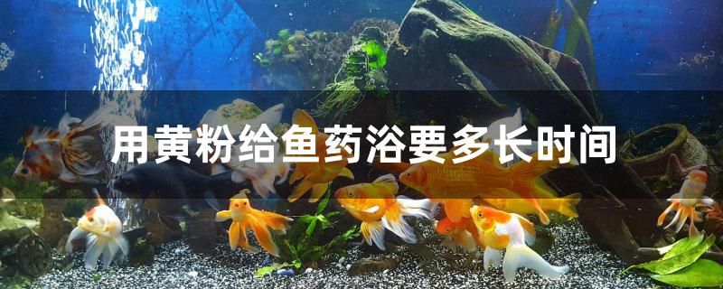 用黃粉給魚藥浴要多長時間 印尼虎苗