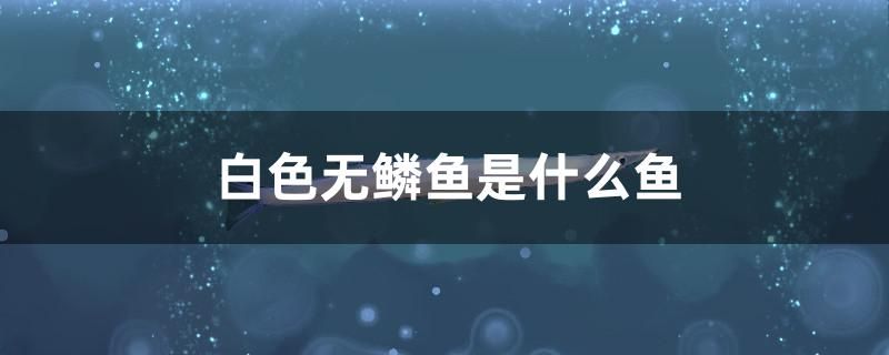 白色無鱗魚是什么魚