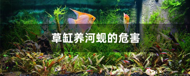 草缸養(yǎng)河蜆的危害 錦鯉飼料