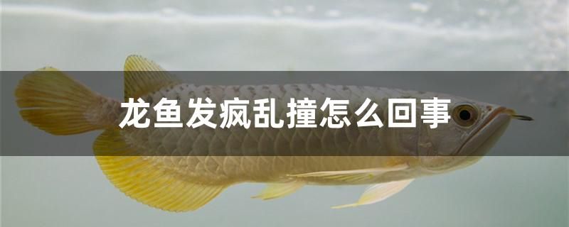 龍魚發(fā)瘋亂撞怎么回事 泰國斗魚