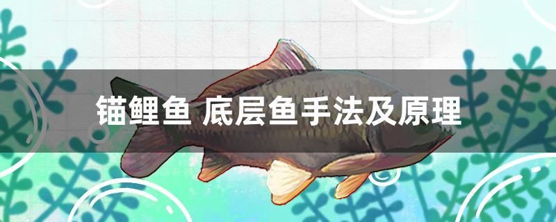 錨鯉魚 底層魚手法及原理 藍(lán)帆三間魚