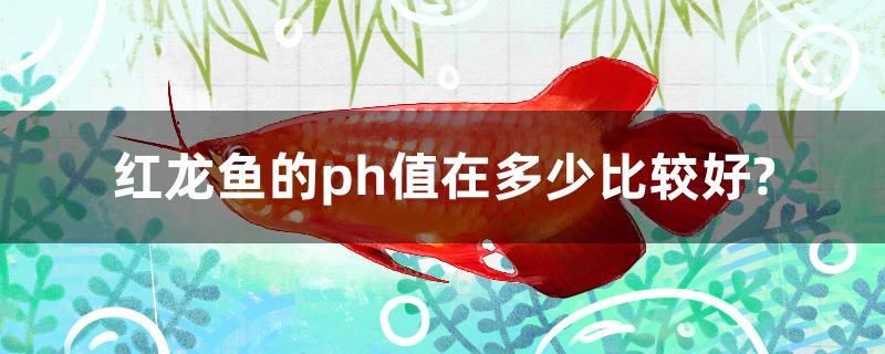 紅龍魚的ph值在多少比較好？ 黃金斑馬魚