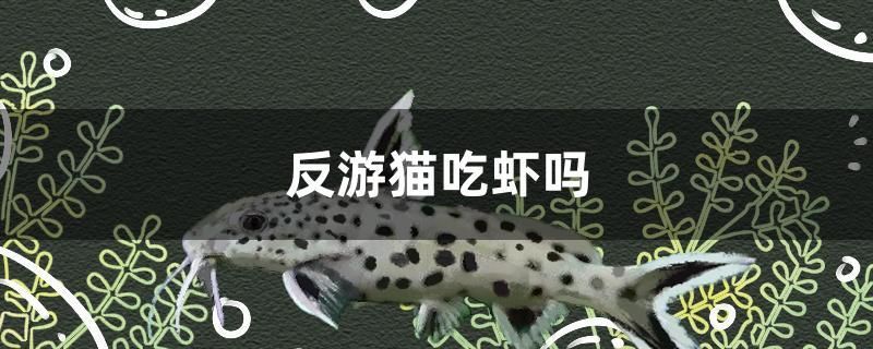 反游貓吃蝦嗎 虎魚百科