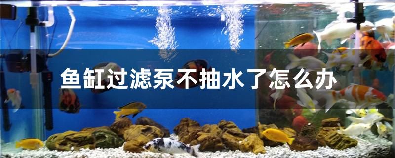 魚缸過(guò)濾泵不抽水了怎么辦 玫瑰銀版魚