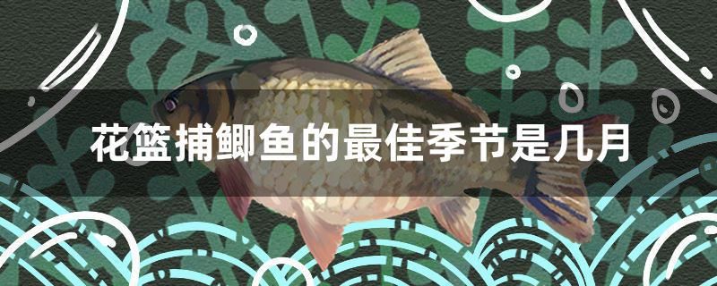 花籃捕鯽魚的最佳季節(jié)是幾月