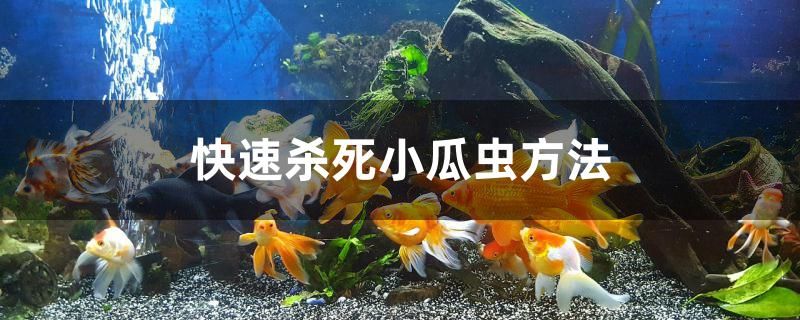 快速殺死小瓜蟲方法