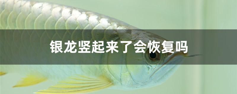 銀龍豎起來了會恢復嗎 黃金貓魚