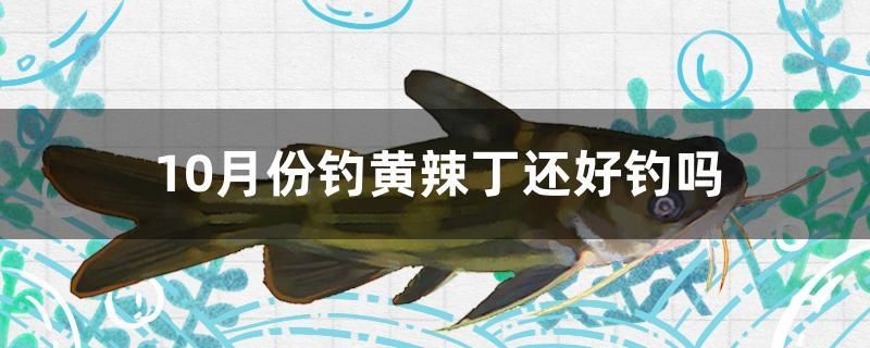 10月份釣黃辣丁還好釣嗎 朱巴利魚苗