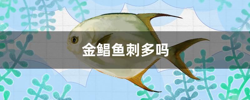 金鯧魚(yú)刺多嗎 祥龍超血紅龍魚(yú)