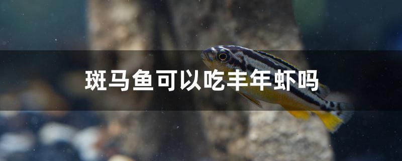 斑馬魚可以吃豐年蝦嗎