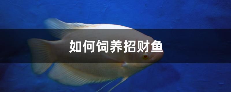 如何飼養(yǎng)招財魚 祥龍傳奇品牌魚缸