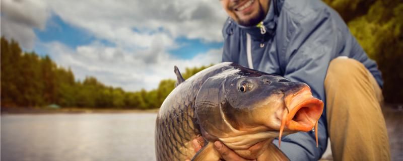 冬天野釣鯉魚用什么餌料好能用玉米嗎 細線銀版魚