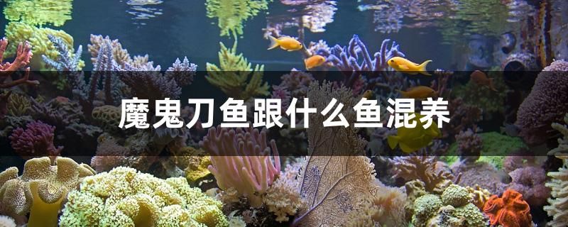 濱州魚缸批發(fā)市場位置在哪里啊電話 濱州魚缸批發(fā)市場位置在哪里啊電話多少 帝王血鉆