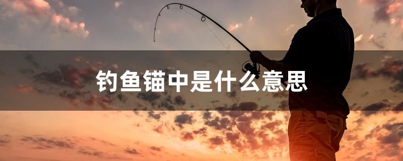 釣魚錨中是什么意思