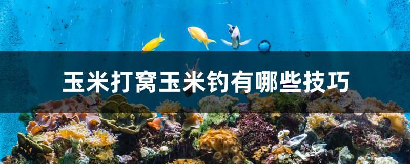 玉米打窩玉米釣有哪些技巧 祥龍進口元寶鳳凰魚