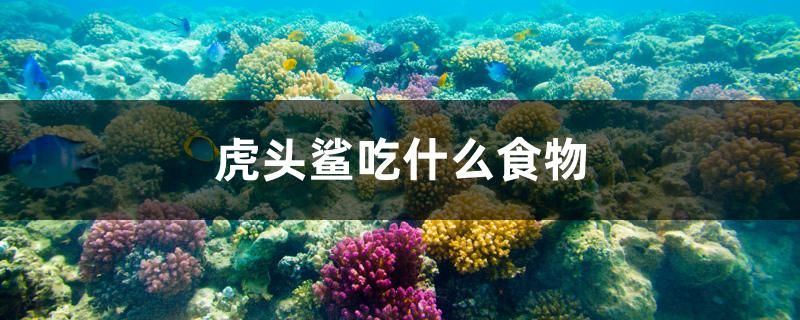 魚缸鋪底砂計算方法視頻講解 魚缸底砂鋪多厚計算 祥龍赫舞紅龍魚