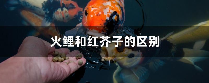 火鯉和紅芥子的區(qū)別 紅勾銀版魚