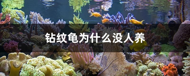 鉆紋龜為什么沒人養(yǎng) 馬拉莫寶石魚苗