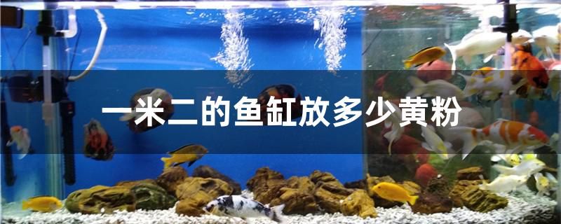 一米二的魚缸放多少黃粉 網上購買觀賞魚