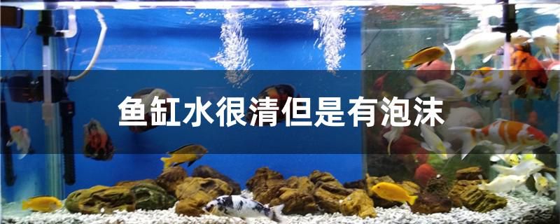 魚缸水很清但是有泡沫怎么辦 圖騰金龍魚