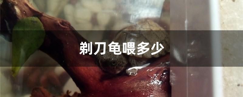 剃刀龜喂多少 麥肯斯銀版魚