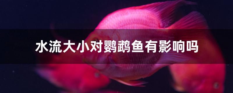 水流大小對鸚鵡魚有影響嗎 祥龍水族醫(yī)院