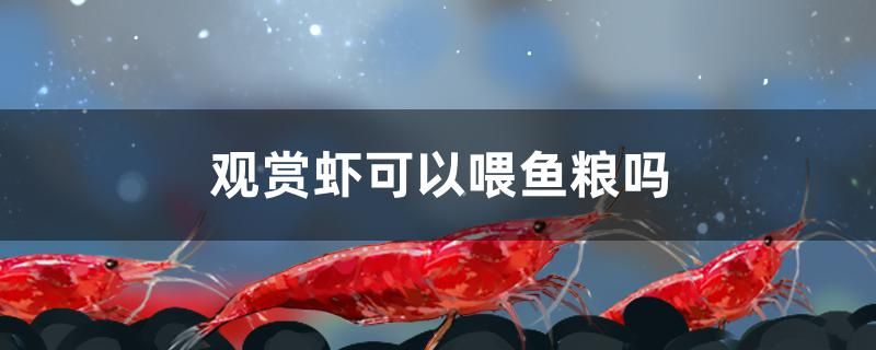 觀賞蝦可以喂魚糧嗎 戰(zhàn)車紅龍魚