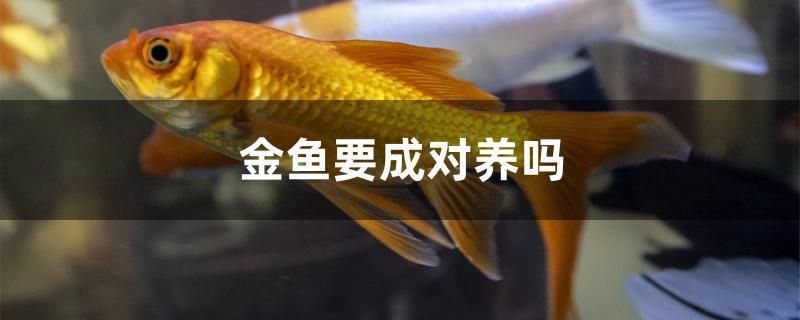 鐵嶺二手魚缸市場(鐵嶺二手魚缸市場在哪里) 魚缸定做 第2張