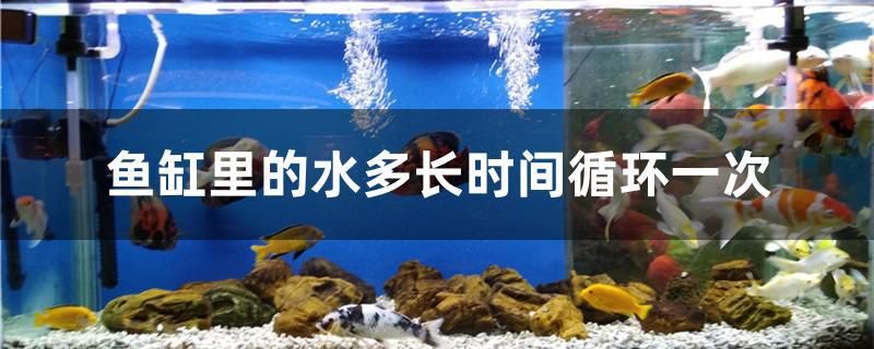 魚(yú)缸里的水多長(zhǎng)時(shí)間循環(huán)一次 福魟魟魚(yú)