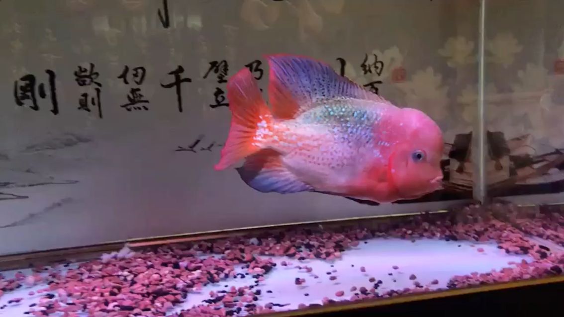 魚缸增氧機(jī)結(jié)構(gòu)原理圖：魚缸增氧機(jī)內(nèi)部構(gòu)造圖 眼斑魚