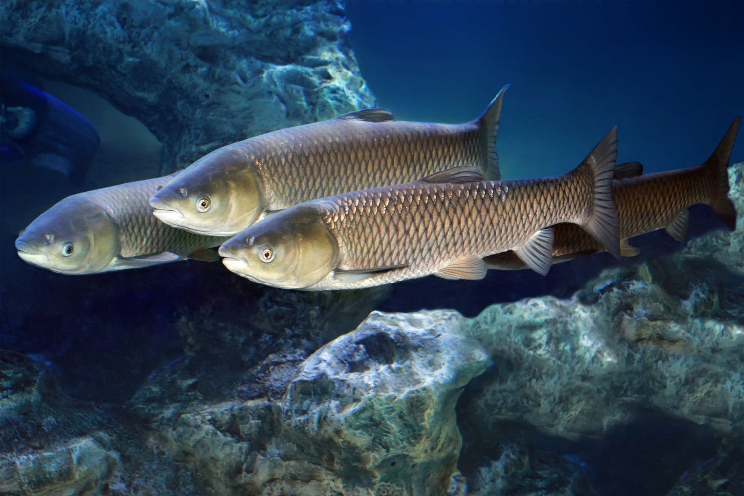 怎樣釣草魚釣草魚的方法技巧介紹 鐵甲武士 第3張