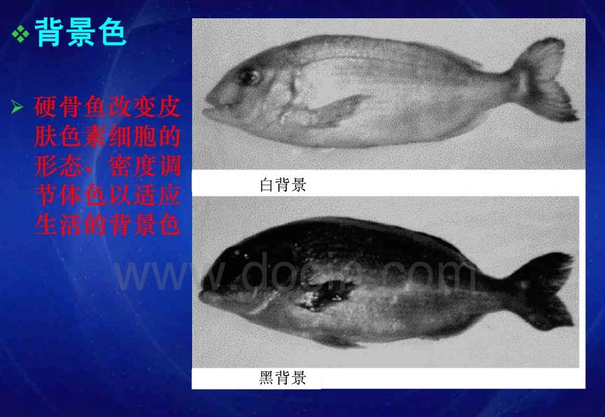 影響龍魚發(fā)色的因素 觀賞魚論壇 第3張