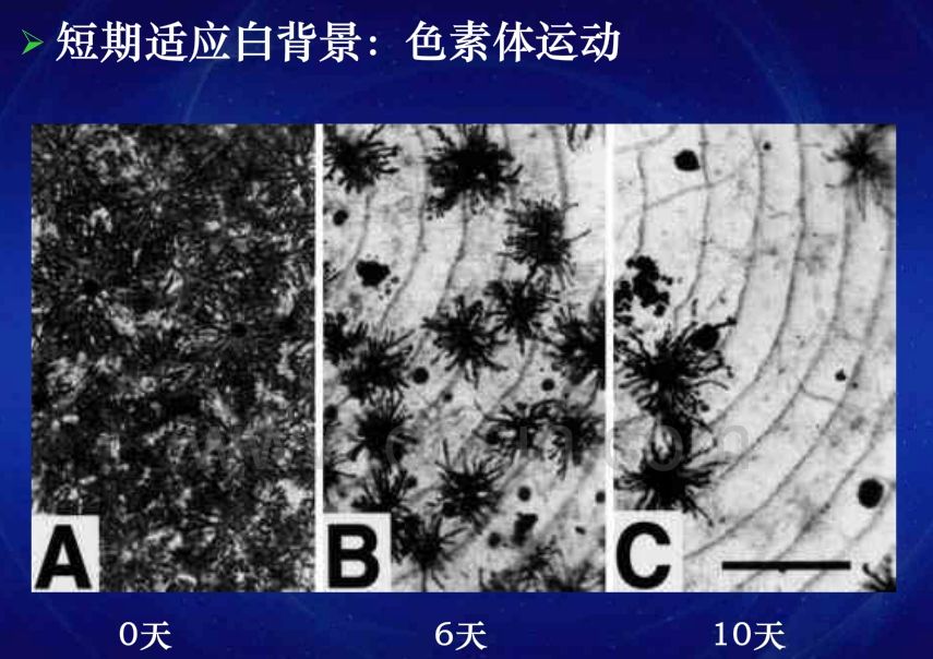 影響龍魚發(fā)色的因素 觀賞魚論壇 第4張