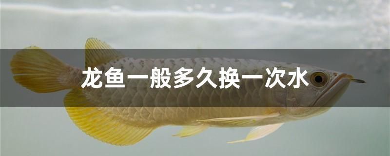 龍魚一般多久換一次水