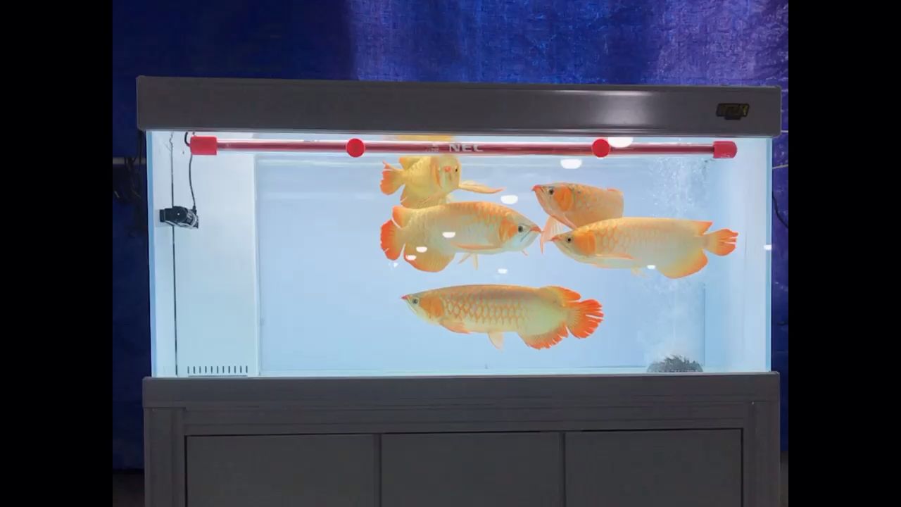 魚(yú)缸過(guò)濾需要除油膜嗎 魚(yú)缸上濾除油膜 魚(yú)缸水泵