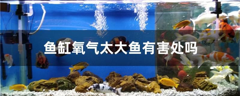 魚(yú)缸氧氣太大魚(yú)有害處嗎 龍魚(yú)芯片掃碼器