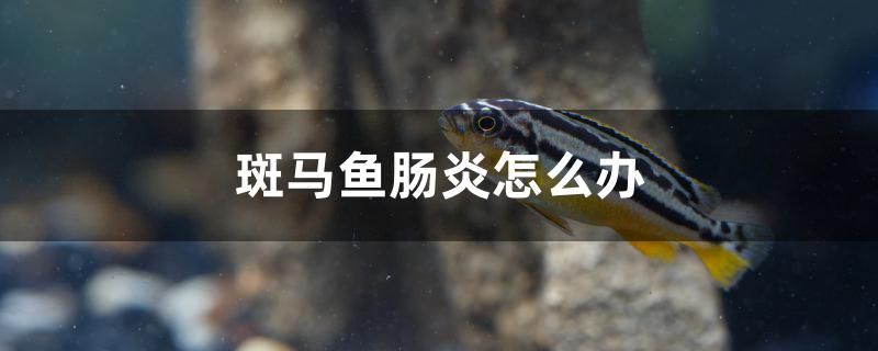 斑馬魚腸炎怎么辦 黑白雙星魚