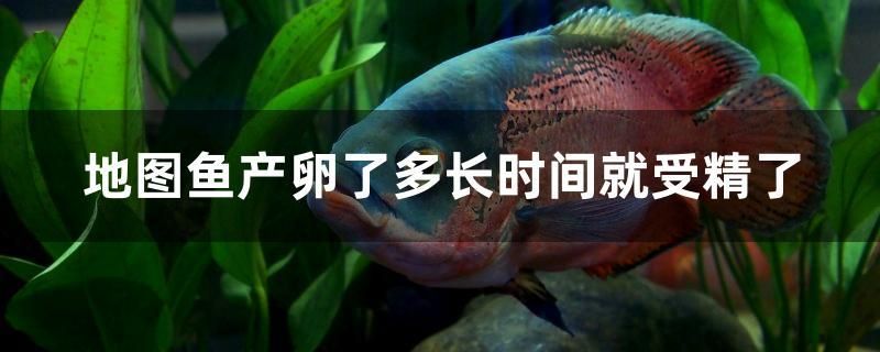 地圖魚產(chǎn)卵了多長時間就受精了 紅老虎魚