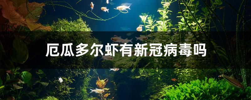 厄瓜多爾蝦有新冠病毒嗎 祥龍魚藥系列