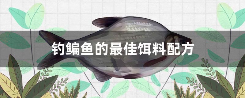 釣鳊魚的最佳餌料配方 廣州景觀設(shè)計(jì)