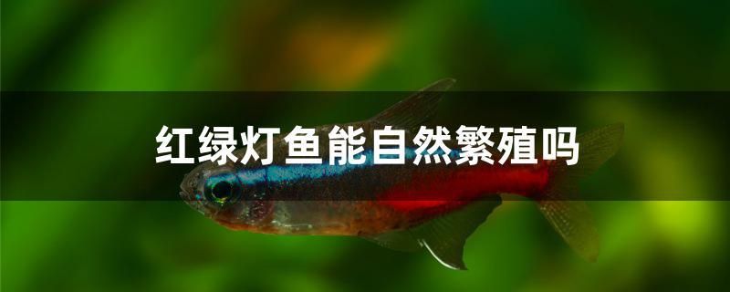 紅綠燈魚能自然繁殖嗎 白子關(guān)刀魚苗