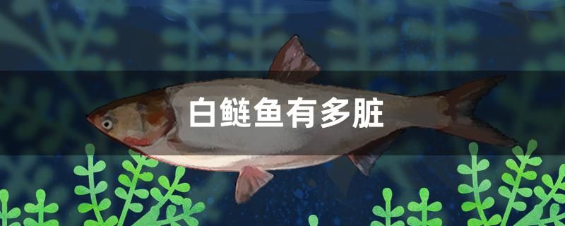 白鰱魚有多臟