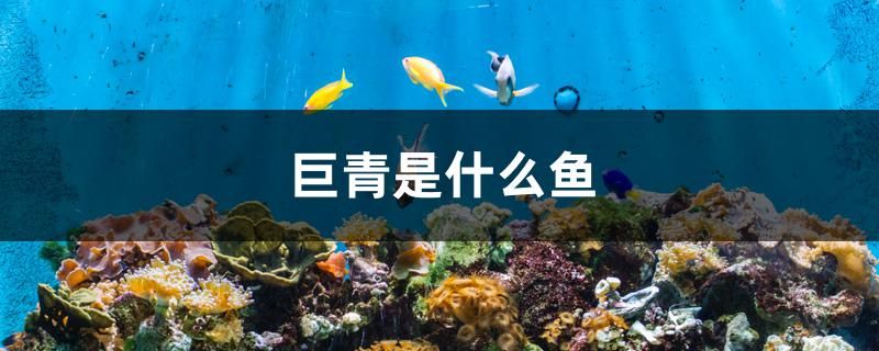 巨青是什么魚 粗線銀版魚