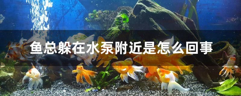 魚總躲在水泵附近是怎么回事 細(xì)線銀版魚