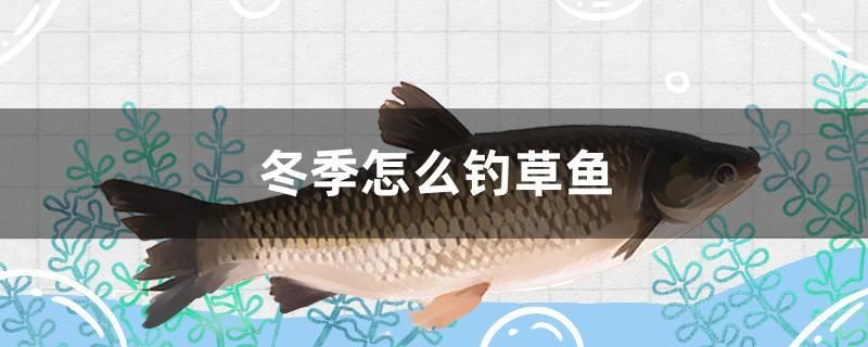 冬季怎么釣草魚