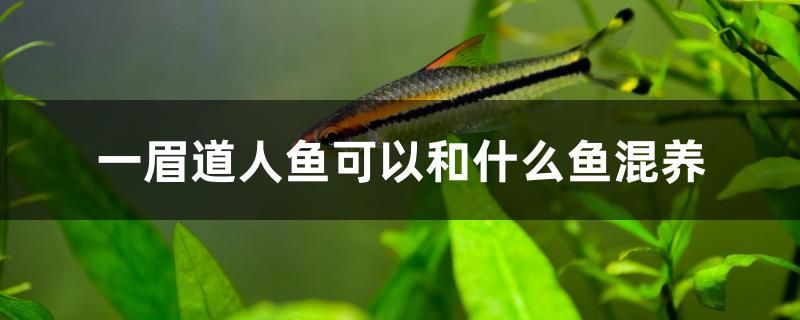 一眉道人魚可以和什么魚混養(yǎng) 虎紋銀版魚