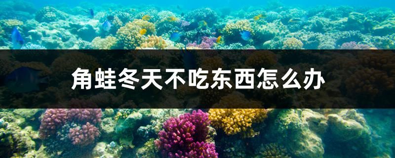 角蛙冬天不吃東西怎么辦 白子銀龍苗（黃化銀龍苗）